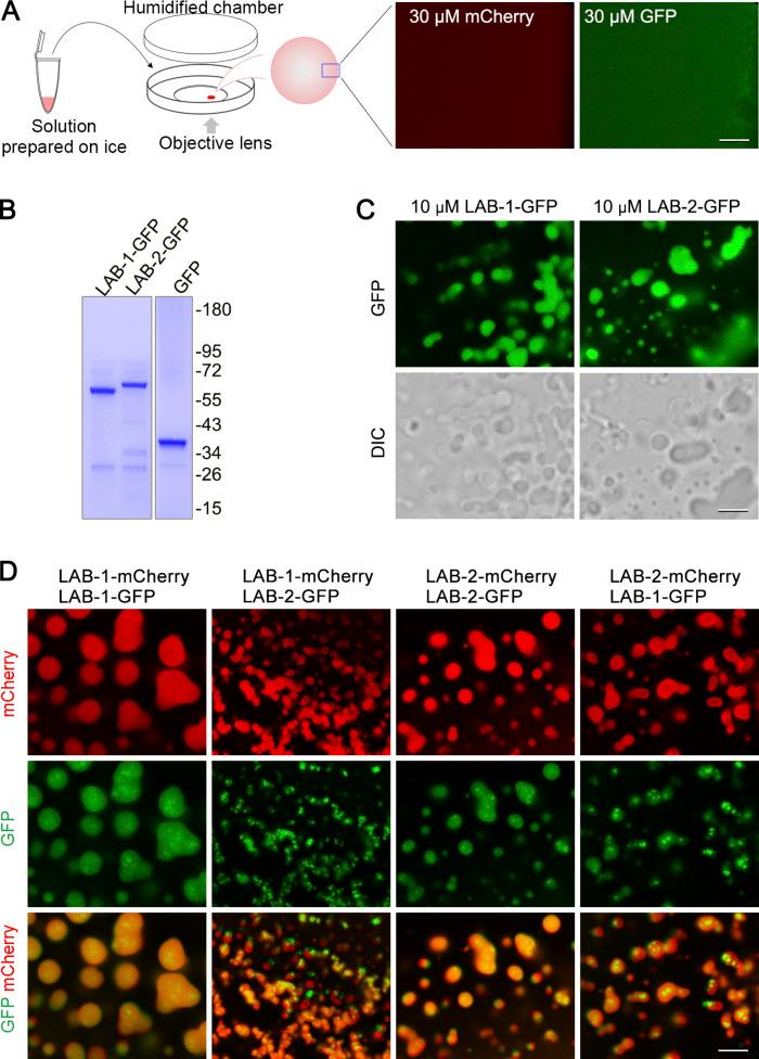 https://cdn.ncbi.nlm.nih.gov/pmc/blobs/9535/10666650/044333649025/JCB_202212035_FigS4.jpg