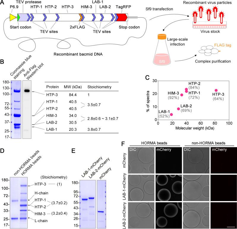 https://cdn.ncbi.nlm.nih.gov/pmc/blobs/9535/10666650/21a64a02339d/JCB_202212035_Fig2.jpg