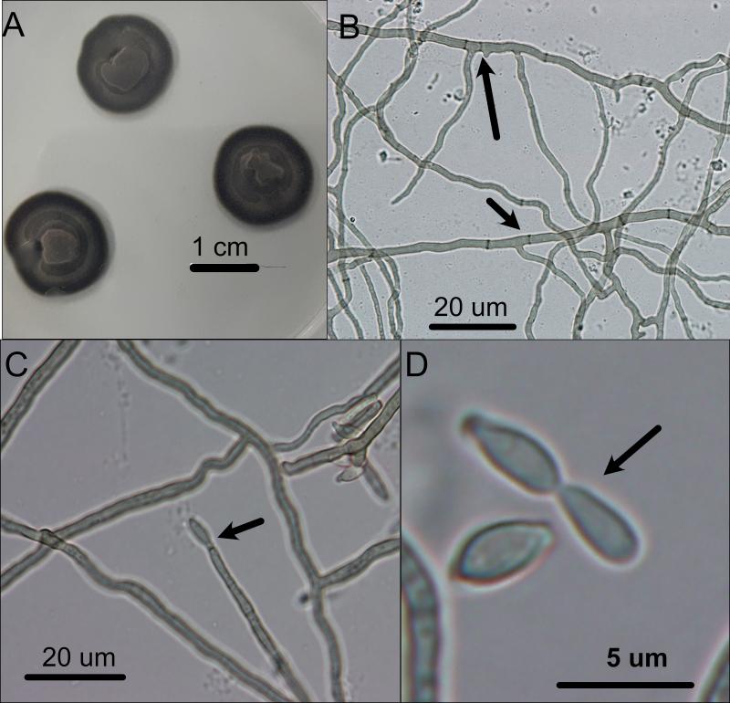 https://cdn.ncbi.nlm.nih.gov/pmc/blobs/9536/9848531/e8c2885eb58c/bdj-10-e81533-g002.jpg