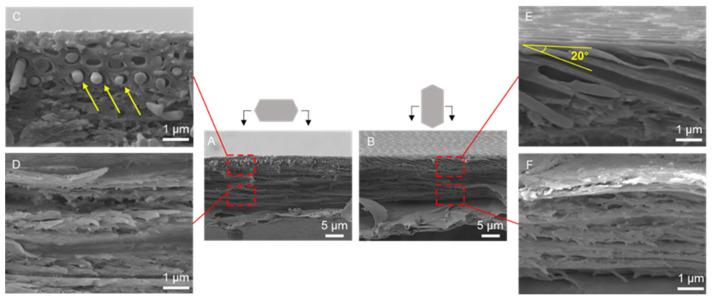 https://cdn.ncbi.nlm.nih.gov/pmc/blobs/9538/11506616/c4740512651e/biomimetics-09-00617-g003.jpg