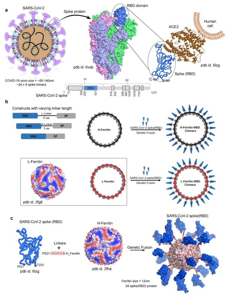 https://cdn.ncbi.nlm.nih.gov/pmc/blobs/953d/7923090/d26a8bdebd74/biomolecules-11-00297-g001.jpg