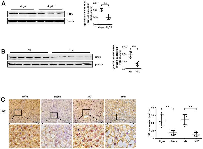 https://cdn.ncbi.nlm.nih.gov/pmc/blobs/953e/9699764/869f9a06b2aa/aging-14-204364-g001.jpg
