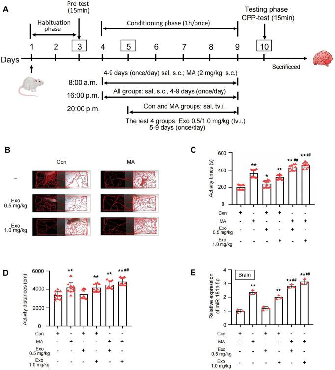https://cdn.ncbi.nlm.nih.gov/pmc/blobs/9542/12117265/b2882ee0a13b/fphar-16-1541442-g004.jpg