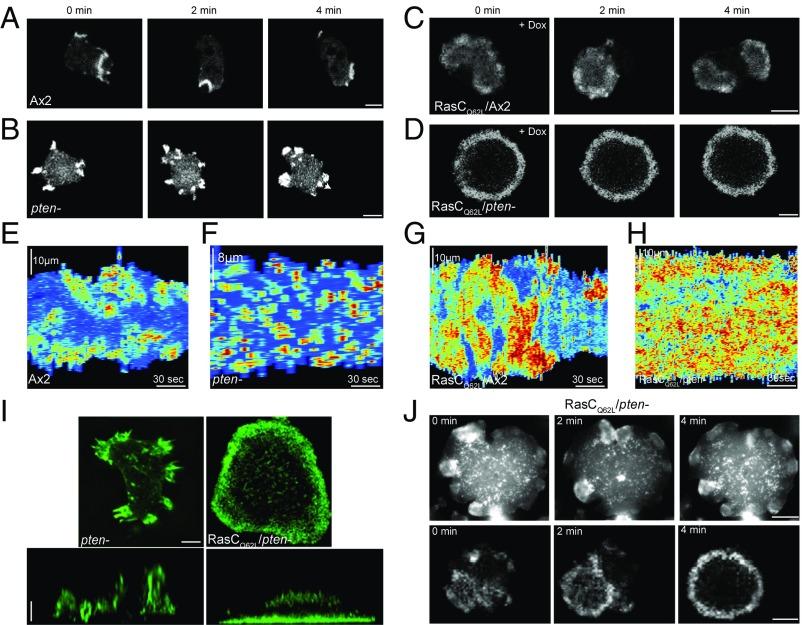 https://cdn.ncbi.nlm.nih.gov/pmc/blobs/9547/5910810/287e50dc2a7e/pnas.1710480115fig02.jpg