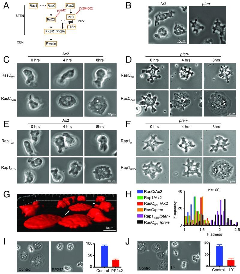 https://cdn.ncbi.nlm.nih.gov/pmc/blobs/9547/5910810/50109182d6d1/pnas.1710480115fig01.jpg