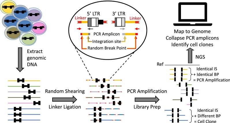 https://cdn.ncbi.nlm.nih.gov/pmc/blobs/9547/6199739/5f4d38d1f040/12977_2018_448_Fig3_HTML.jpg