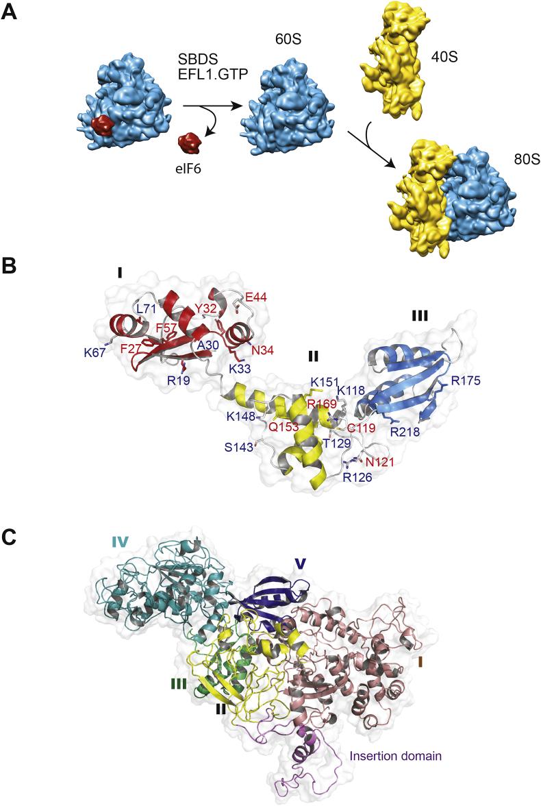 https://cdn.ncbi.nlm.nih.gov/pmc/blobs/9548/6710477/e69108f41d7b/gr2.jpg