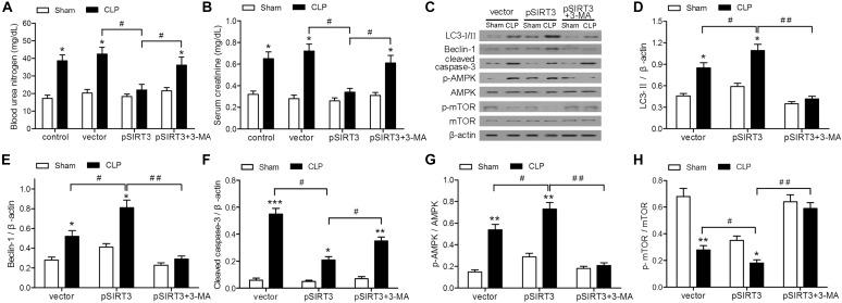 https://cdn.ncbi.nlm.nih.gov/pmc/blobs/954c/6246697/a7c48744d8ac/fphys-09-01526-g004.jpg