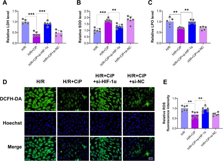 https://cdn.ncbi.nlm.nih.gov/pmc/blobs/954e/11663391/9cb3ca6cb604/DDDT-18-6115-g0007.jpg