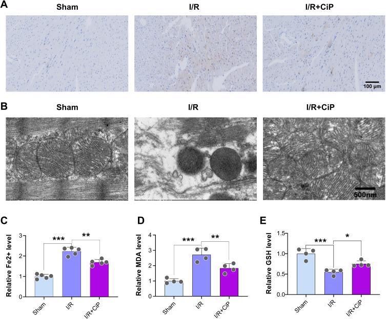 https://cdn.ncbi.nlm.nih.gov/pmc/blobs/954e/11663391/e64eddc653ab/DDDT-18-6115-g0006.jpg