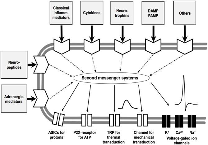 https://cdn.ncbi.nlm.nih.gov/pmc/blobs/9550/5675866/673d82f08a6a/fnmol-10-00349-g0005.jpg