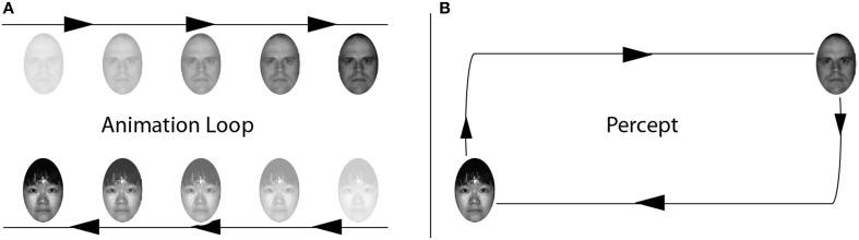 https://cdn.ncbi.nlm.nih.gov/pmc/blobs/9552/4199280/a6e728dace62/fnhum-08-00804-g0005.jpg