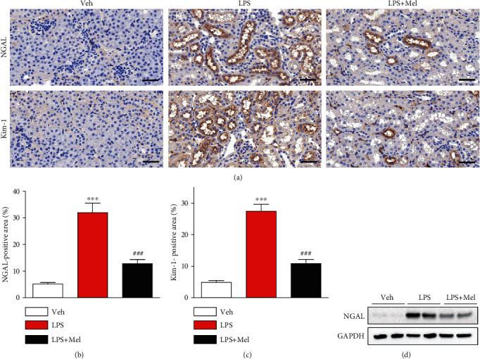 https://cdn.ncbi.nlm.nih.gov/pmc/blobs/9553/7803412/391f9b4e4475/OMCL2021-8843051.002.jpg