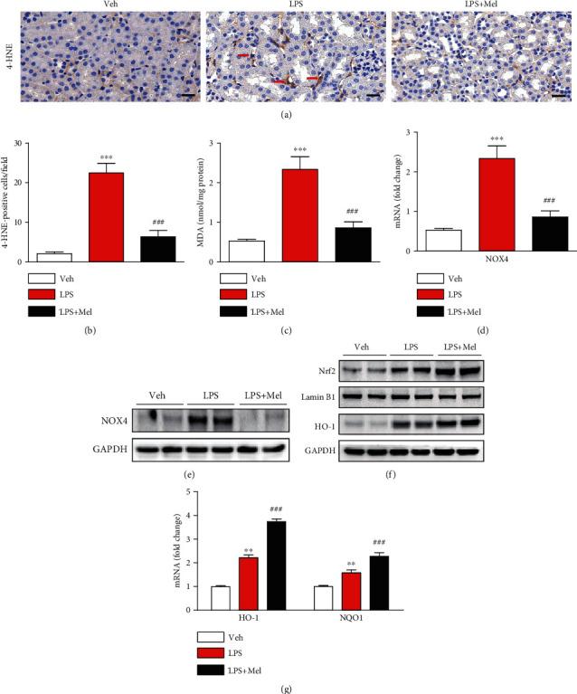 https://cdn.ncbi.nlm.nih.gov/pmc/blobs/9553/7803412/72879a305824/OMCL2021-8843051.005.jpg