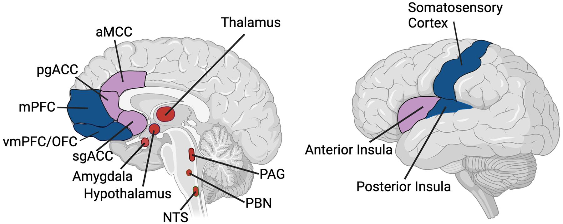 https://cdn.ncbi.nlm.nih.gov/pmc/blobs/9554/11929229/e16aec3f9064/nihms-2060692-f0001.jpg
