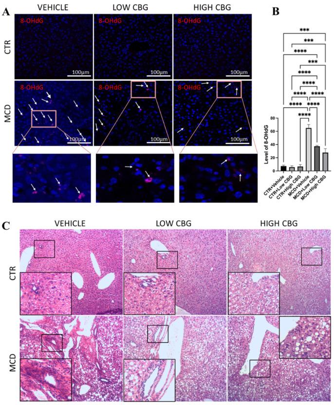 https://cdn.ncbi.nlm.nih.gov/pmc/blobs/9554/12073672/17a6152cf060/nutrients-17-01524-g001.jpg