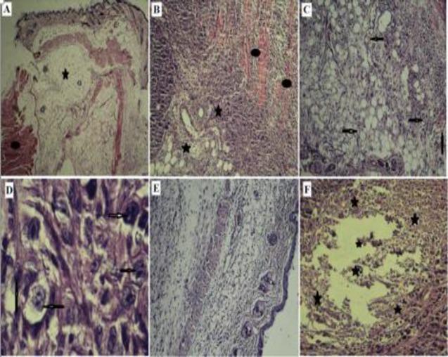 https://cdn.ncbi.nlm.nih.gov/pmc/blobs/9554/6204144/93b043ef9ece/AJP-8-286-g001.jpg