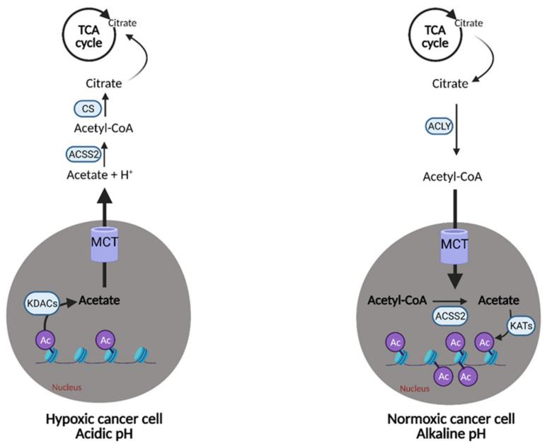 https://cdn.ncbi.nlm.nih.gov/pmc/blobs/9556/8146072/216ed70c0495/cells-10-01056-g009.jpg