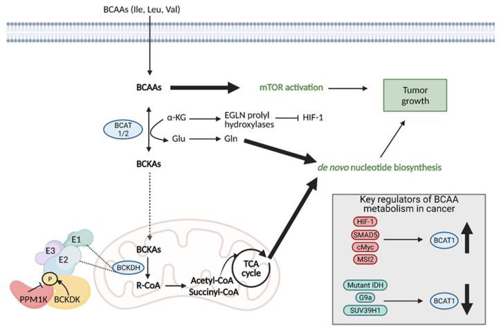 https://cdn.ncbi.nlm.nih.gov/pmc/blobs/9556/8146072/55b0e48a1c4d/cells-10-01056-g011.jpg