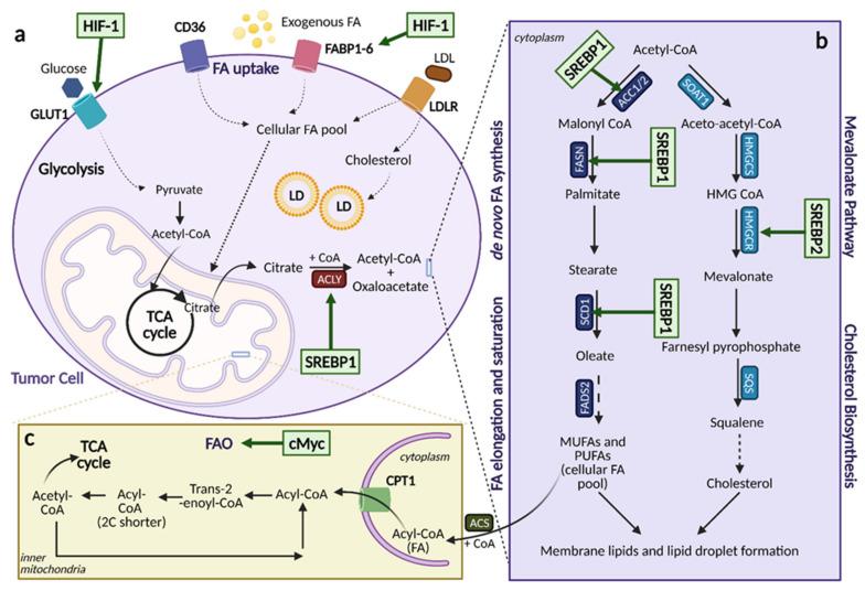 https://cdn.ncbi.nlm.nih.gov/pmc/blobs/9556/8146072/567f56a83075/cells-10-01056-g006.jpg