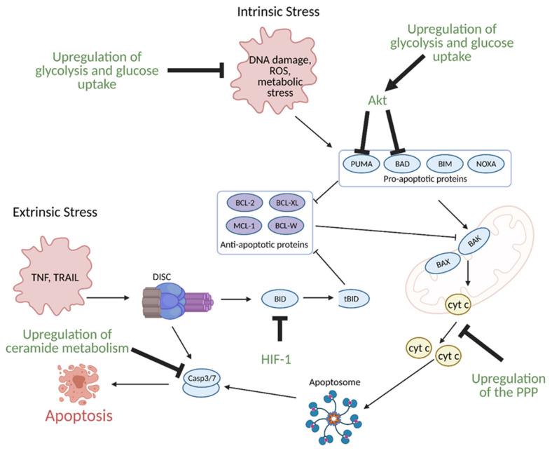 https://cdn.ncbi.nlm.nih.gov/pmc/blobs/9556/8146072/5b73c4038856/cells-10-01056-g013.jpg