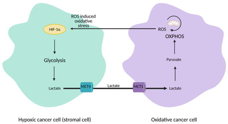 https://cdn.ncbi.nlm.nih.gov/pmc/blobs/9556/8146072/ac192a151389/cells-10-01056-g003.jpg