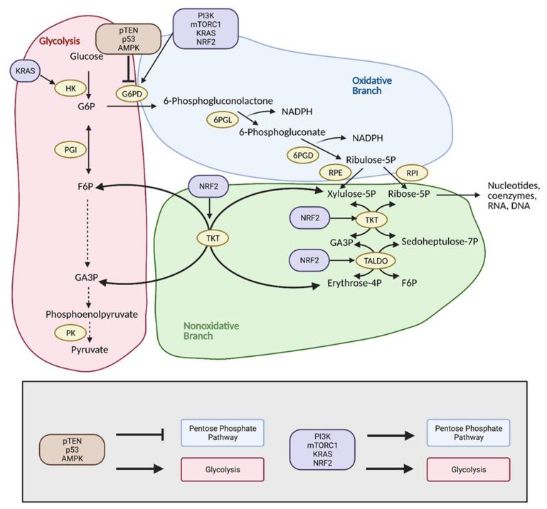 https://cdn.ncbi.nlm.nih.gov/pmc/blobs/9556/8146072/e6dd32c2dd58/cells-10-01056-g005.jpg