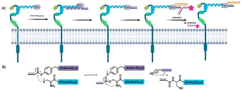 https://cdn.ncbi.nlm.nih.gov/pmc/blobs/9557/9599799/8b190216fe39/biomolecules-12-01523-g006.jpg