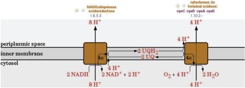 https://cdn.ncbi.nlm.nih.gov/pmc/blobs/9559/2686493/b142e80834f5/gkn751f2.jpg