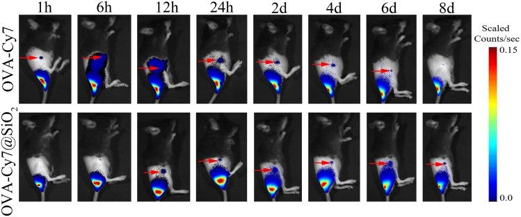 https://cdn.ncbi.nlm.nih.gov/pmc/blobs/9560/7184137/ff020299a262/IJN-15-2685-g0006.jpg
