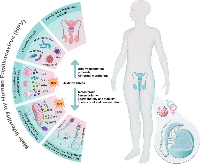 https://cdn.ncbi.nlm.nih.gov/pmc/blobs/9561/12036311/2feabc5e28d2/40001_2025_2605_Fig2_HTML.jpg