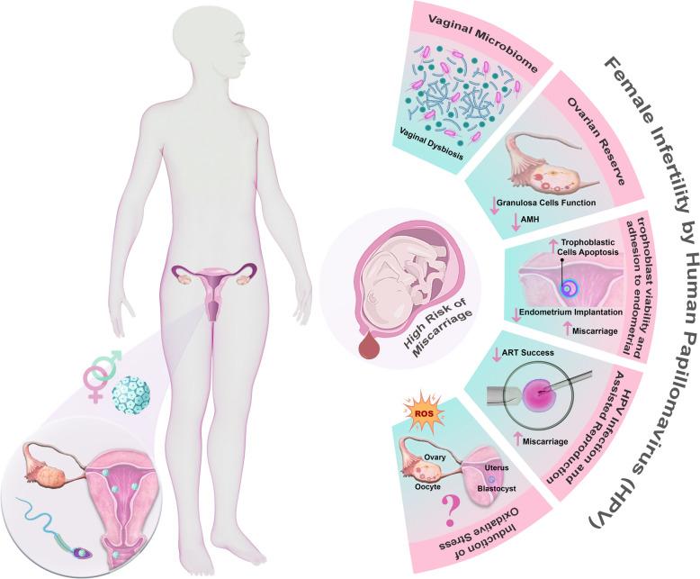 https://cdn.ncbi.nlm.nih.gov/pmc/blobs/9561/12036311/9662e34d7589/40001_2025_2605_Fig3_HTML.jpg