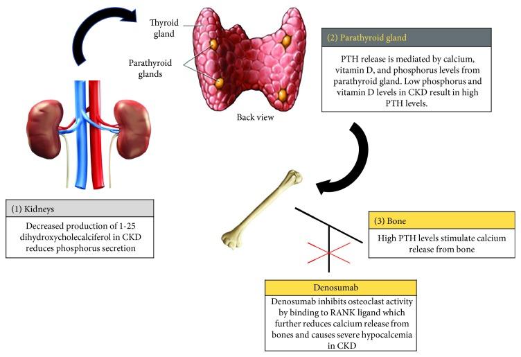 https://cdn.ncbi.nlm.nih.gov/pmc/blobs/9561/6204163/c3a3cd728a69/CRIONM2018-2059364.001.jpg