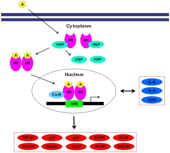 https://cdn.ncbi.nlm.nih.gov/pmc/blobs/9561/6406955/c013be9f4cd7/cells-08-00176-g001.jpg