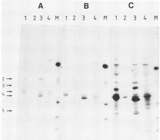 https://cdn.ncbi.nlm.nih.gov/pmc/blobs/9564/261940/923b2f4bc0c4/iai00115-0245-b.jpg
