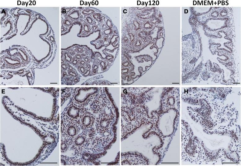https://cdn.ncbi.nlm.nih.gov/pmc/blobs/9565/4377010/3115b1cc86a3/12861_2015_63_Fig5_HTML.jpg