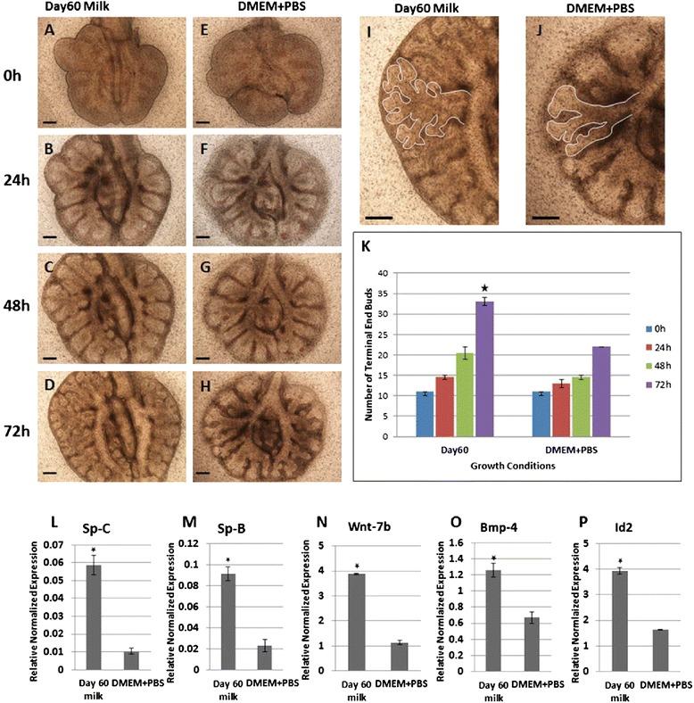 https://cdn.ncbi.nlm.nih.gov/pmc/blobs/9565/4377010/3fd4a103b1ac/12861_2015_63_Fig2_HTML.jpg
