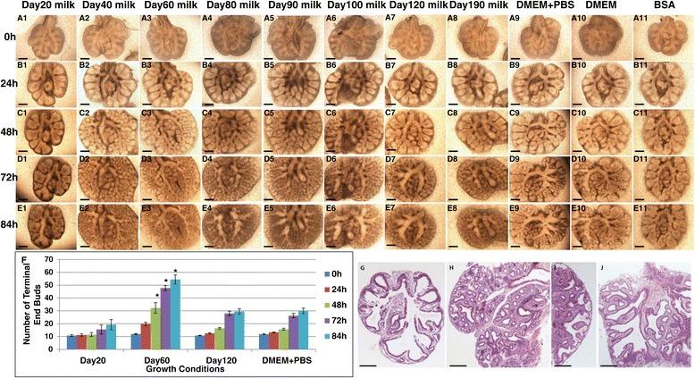 https://cdn.ncbi.nlm.nih.gov/pmc/blobs/9565/4377010/64c7235c2aa5/12861_2015_63_Fig3_HTML.jpg