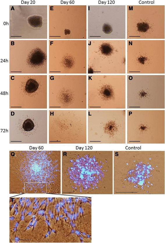 https://cdn.ncbi.nlm.nih.gov/pmc/blobs/9565/4377010/b16b6795000e/12861_2015_63_Fig7_HTML.jpg
