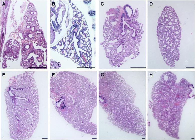 https://cdn.ncbi.nlm.nih.gov/pmc/blobs/9565/4377010/b16d68cf3d04/12861_2015_63_Fig1_HTML.jpg