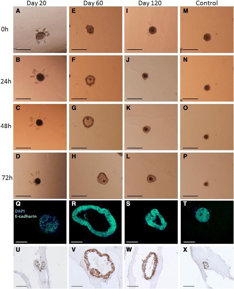 https://cdn.ncbi.nlm.nih.gov/pmc/blobs/9565/4377010/fbc5bdf99eca/12861_2015_63_Fig6_HTML.jpg