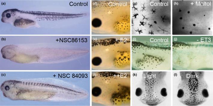 https://cdn.ncbi.nlm.nih.gov/pmc/blobs/9566/11681847/d027d1e27228/PCMR-38-0-g004.jpg