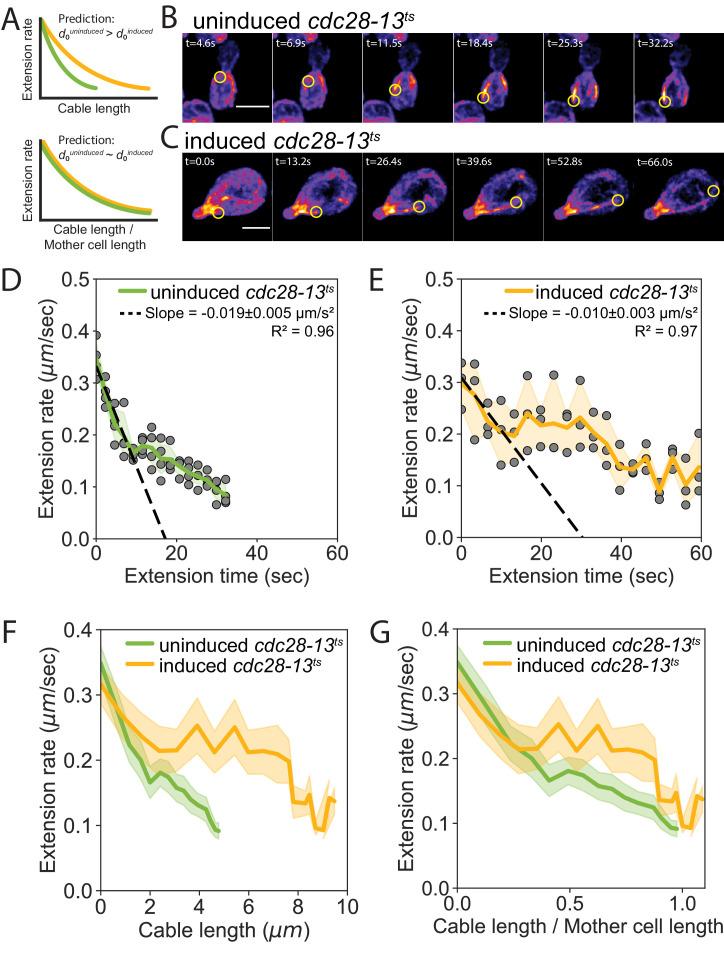 https://cdn.ncbi.nlm.nih.gov/pmc/blobs/9566/8233038/5cd32e34c746/elife-68424-fig4.jpg