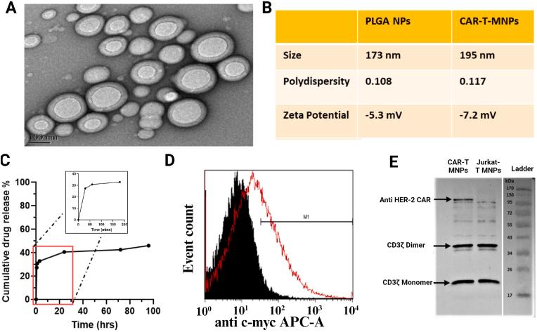 https://cdn.ncbi.nlm.nih.gov/pmc/blobs/9568/10821609/130c7903124e/gr3.jpg