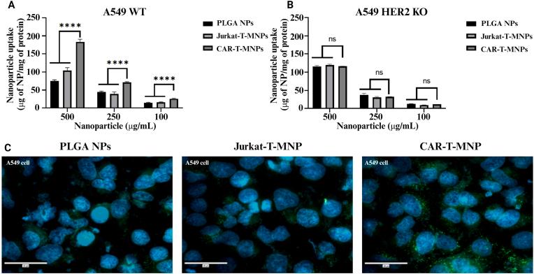 https://cdn.ncbi.nlm.nih.gov/pmc/blobs/9568/10821609/13c894383a4c/gr5.jpg