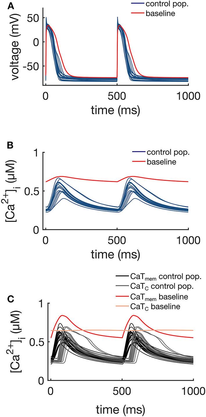 https://cdn.ncbi.nlm.nih.gov/pmc/blobs/956b/7583320/29300136a2f2/fphys-11-556156-g0004.jpg