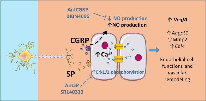 https://cdn.ncbi.nlm.nih.gov/pmc/blobs/956d/11389267/e4d574d5ec56/40659_2024_538_Fig6_HTML.jpg