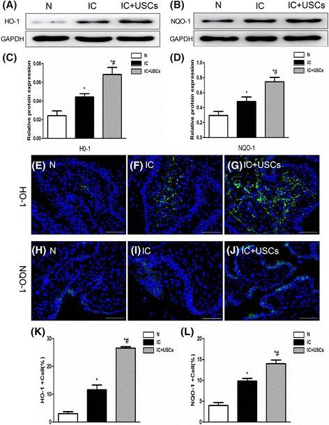 https://cdn.ncbi.nlm.nih.gov/pmc/blobs/956f/5422864/a3327fa7fea3/13287_2017_547_Fig4_HTML.jpg