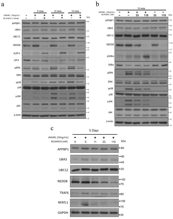 https://cdn.ncbi.nlm.nih.gov/pmc/blobs/956f/9598818/7a28795ae8ba/biomedicines-10-02355-g004.jpg