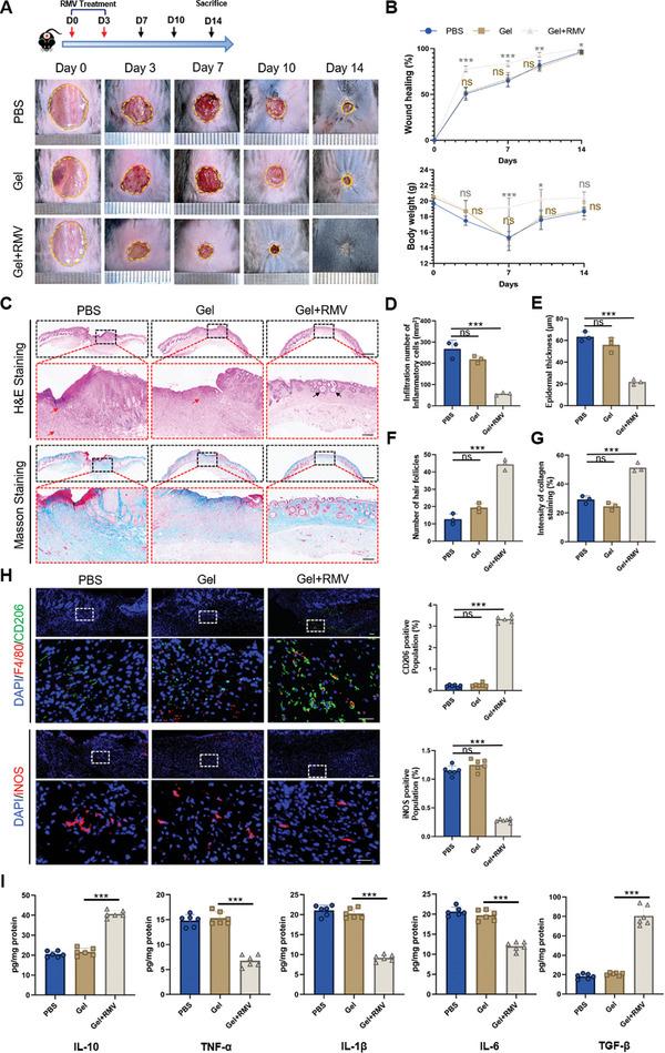 https://cdn.ncbi.nlm.nih.gov/pmc/blobs/9570/11199966/593d37fa8db7/ADVS-11-2309725-g002.jpg